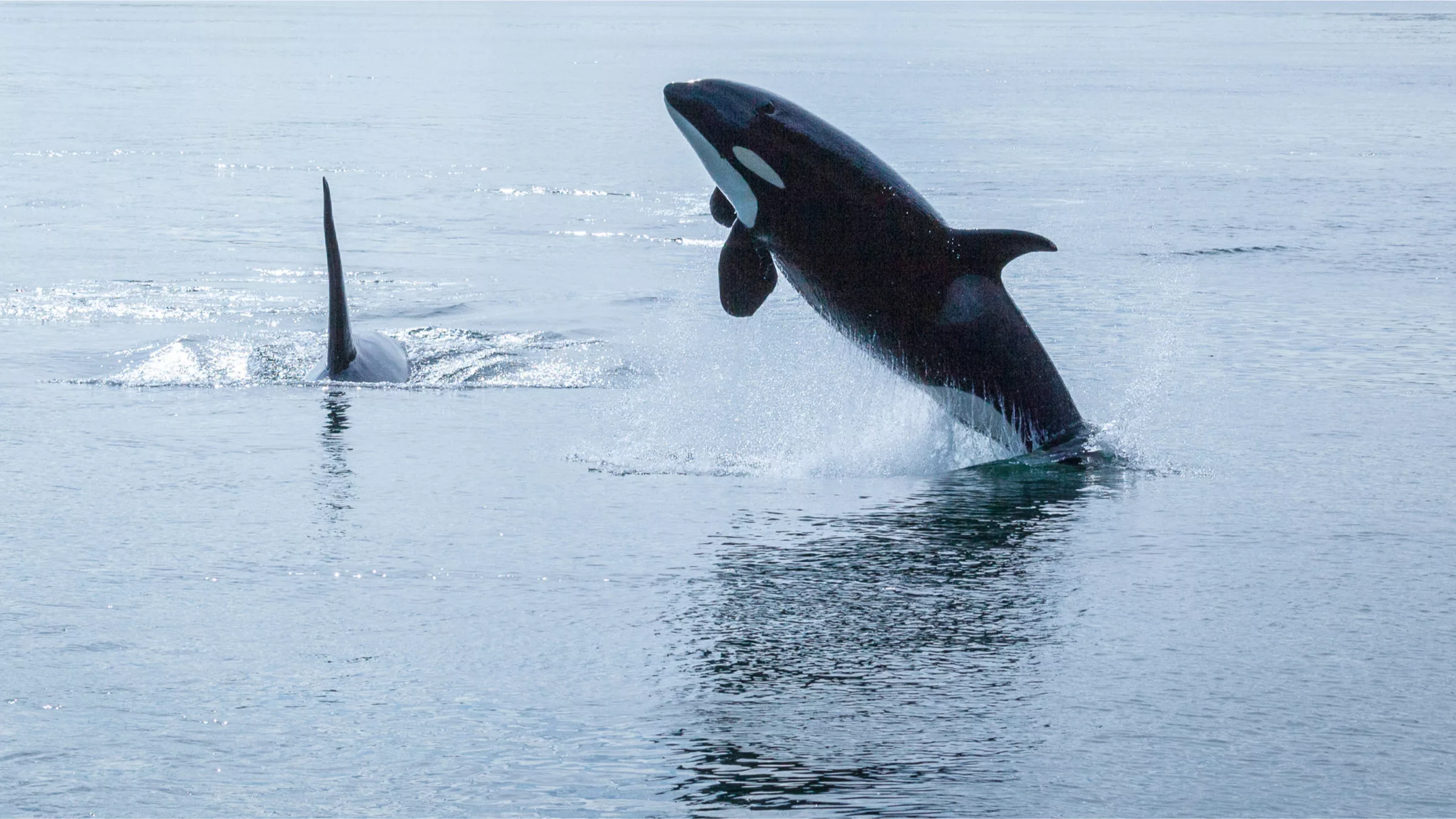 Southern Resident orca jumping out of water