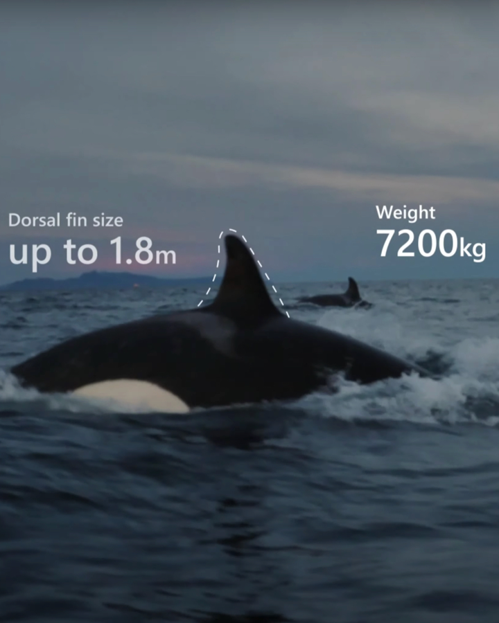 Orca with weight 7200 kg and dorsal fin size up to 1.8m