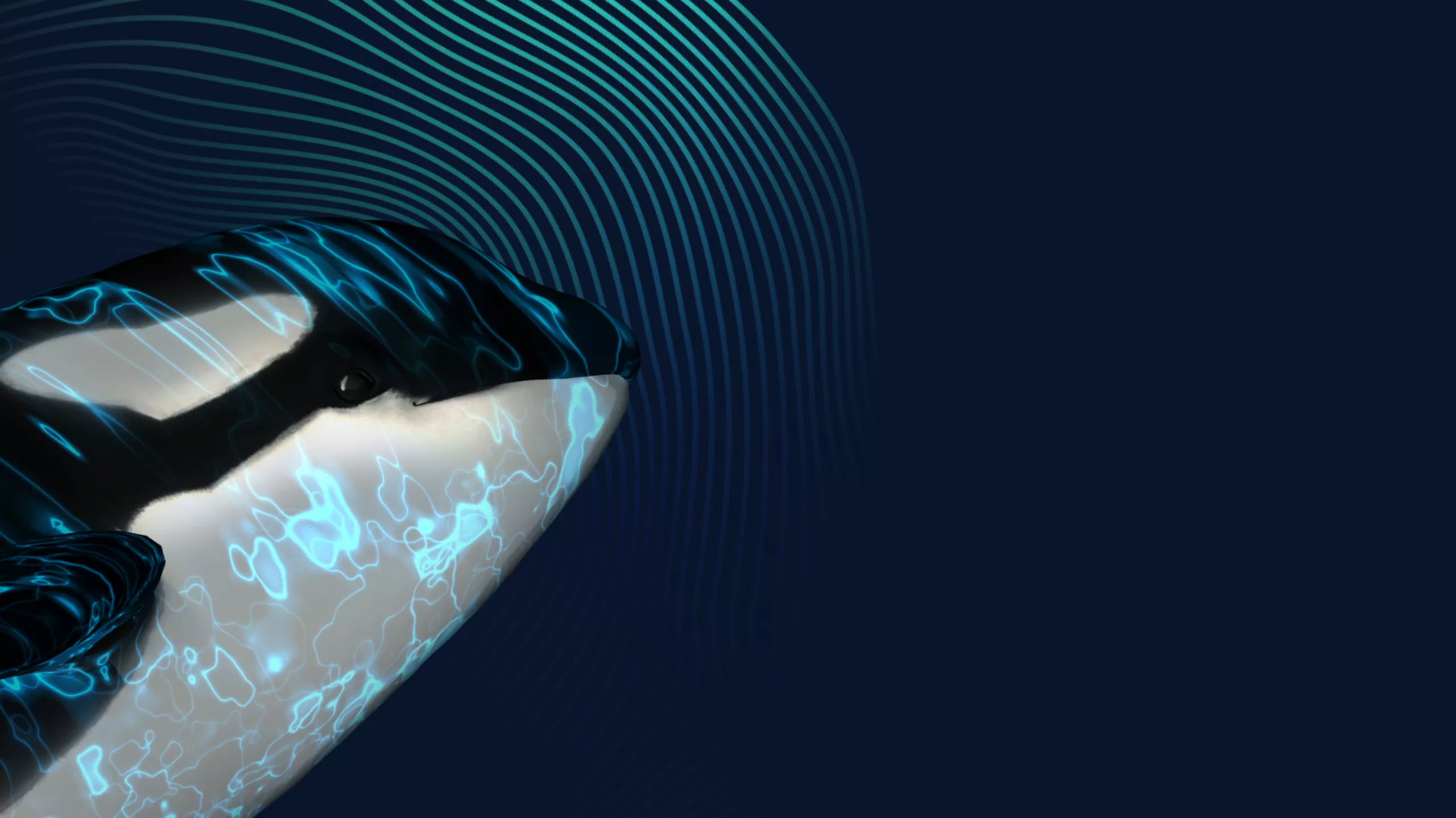 killer whale and sonar