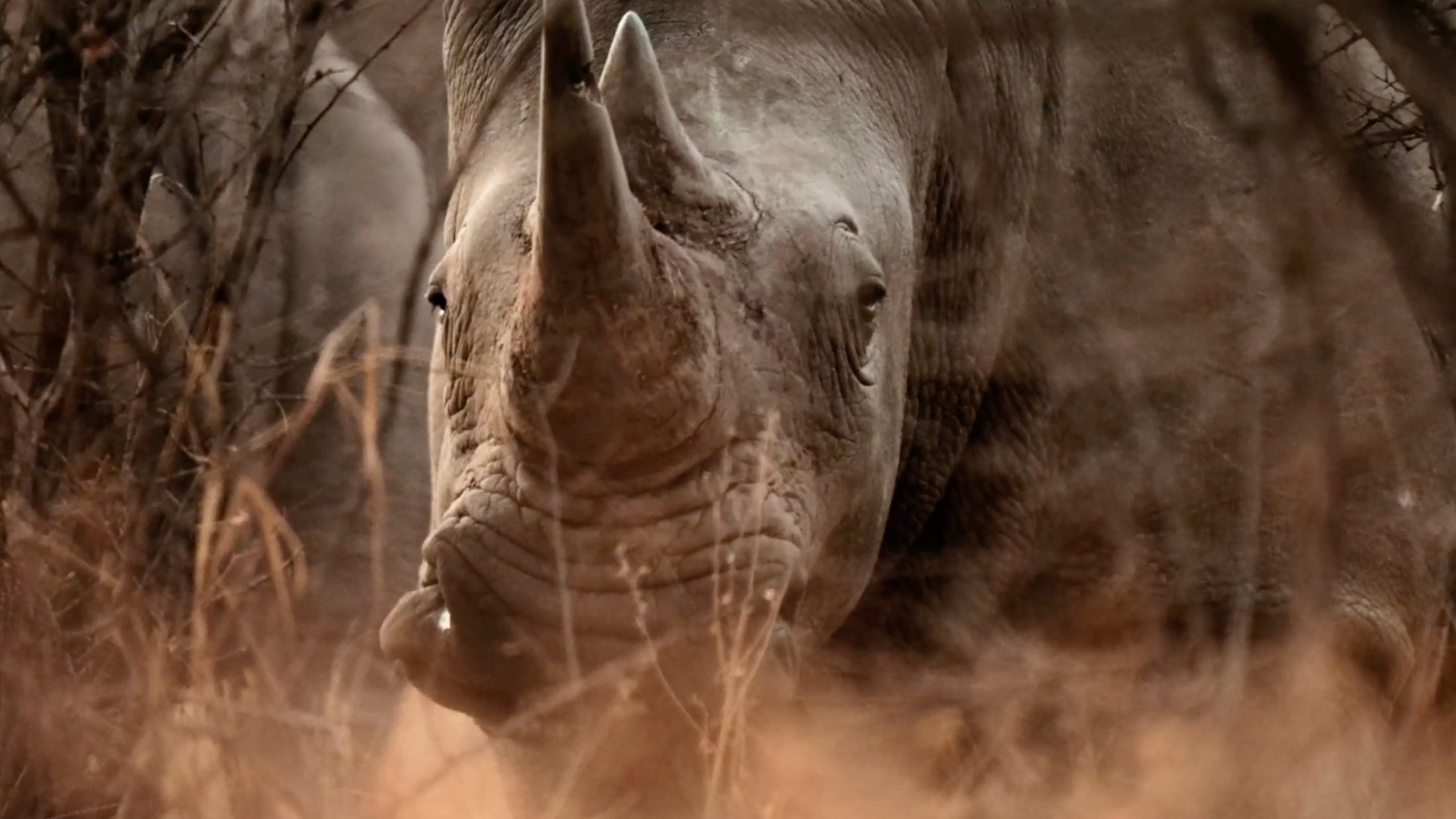 Close-up of a rhinoceros facing forward, surrounded by dry grass.