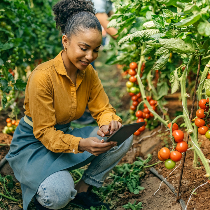 A woman using a tablet while kneeling next to tomato plants in a greenhouse.