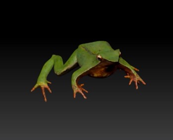 A green frog with long limbs is positioned against a dark gradient background.