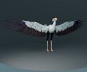 A bird with long legs and a crest, standing upright with its large wings fully extended against a dark background.