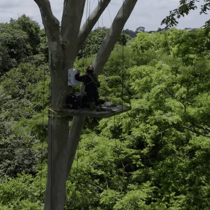 A person wearing safety gear sits on a suspended platform high in a tree, surrounded by dense green forest.