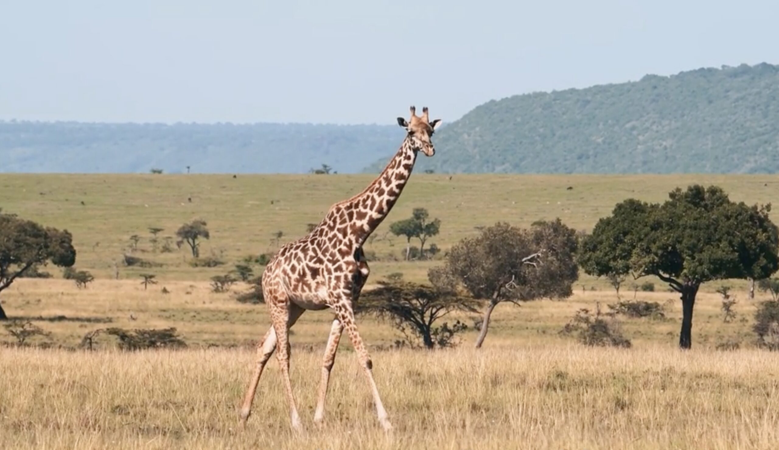 A lone giraffe strides across a golden savanna grassland, with scattered acacia trees and a forested hill visible in the background.